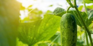 Какой праздник 22 июля в России и мире