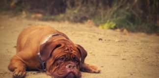 Комитет Госдумы не согласен с увеличением списка опасных пород собак