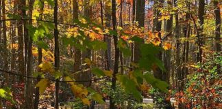 Как это там оказалось? Странные вещи, найденные в лесу