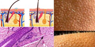 9 органов человеческого тела, которые эволюция давно должна была отправить на помойку