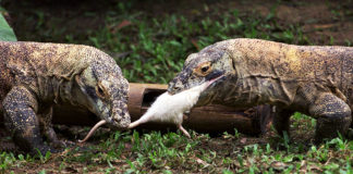 Варан целиком проглотил обезьяну