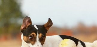 Когда надевать намордник собаке, прописано в региональных правовых актах