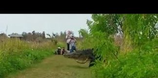 Самого большого крокодила поймали на видео во Флориде