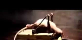 Самые интересные факты о сыре