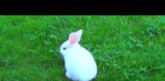 Маленькие животные, которые помещаются на ладони