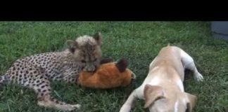 Про Амура, Тимура и другие случаи странного товарищества в мире животных