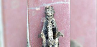 Жительница России нашла скелет пришельца: опубликовано фото находки