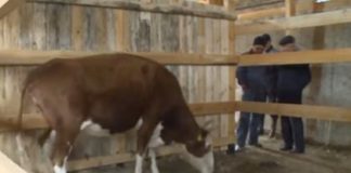 Российские ученые займутся выведением новых пород скота