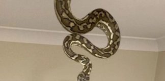 Полутораметровая змея спустилась с потолка в ванной и напугала детей