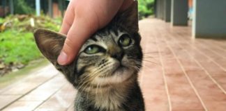 Названы 7 причин жить с кошками