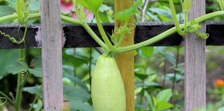 Кабачковая икра — рецепт простой и вкусный, а еще очень дешевый