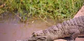 Крокодил советского космонавта набросился на пенсионера из Швеции