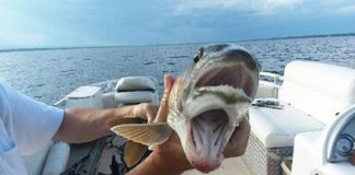 Женщина поймала рыбу с двумя ртами