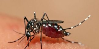 Россиян предупредили о смертельных лихорадках разносимых комарами