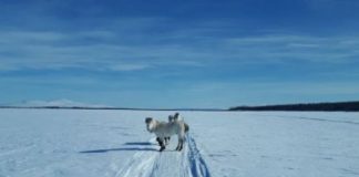 Как Сибирь может спасти мир от экологической катастрофы