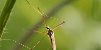 Предсказано будущее экзотических лихорадок в России