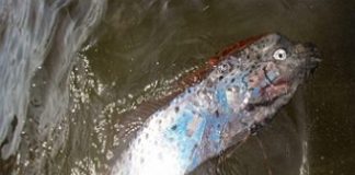 В России впервые заметили сельдяного короля