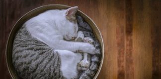 Какой праздник 8 августа в России и мире