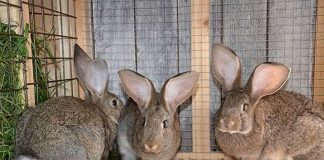 Уход за кроликами