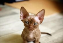 Решили завести питомца: главные причины отдать предпочтение котенку породы Девон Рекс