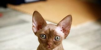 Решили завести питомца: главные причины отдать предпочтение котенку породы Девон Рекс
