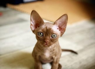 Решили завести питомца: главные причины отдать предпочтение котенку породы Девон Рекс