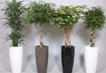 Нюансы выбора напольного кашпо