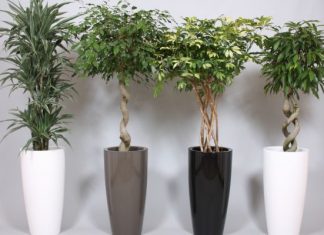 Нюансы выбора напольного кашпо