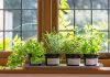 Выращивании растений дома: какое оборудование понадобиться