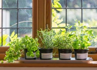 Выращивании растений дома: какое оборудование понадобиться