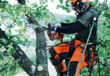 Спил деревьев: почему лучше обратиться к специалистам