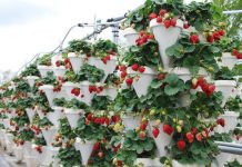 Выращивание клубники на участке