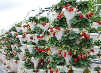 Выращивание клубники на участке