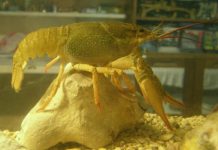 Как содержать пресноводных аквариумных раков