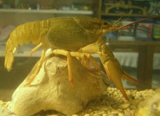 Как содержать пресноводных аквариумных раков