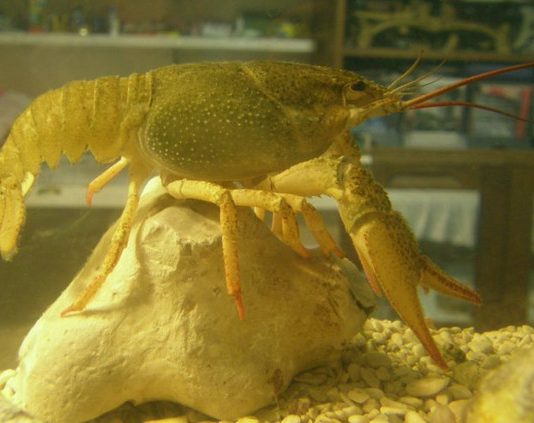 Как содержать пресноводных аквариумных раков