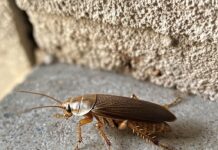 Как избавиться от тараканов: действенные способы обработки.