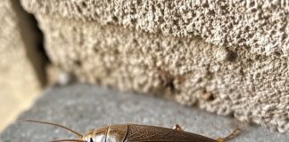 Как избавиться от тараканов: действенные способы обработки.