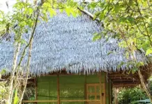 Аяуаска в Перу: между древней традицией и современным бизнесом