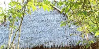 Аяуаска в Перу: между древней традицией и современным бизнесом