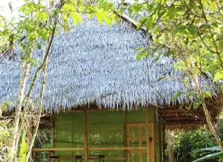 Аяуаска в Перу: между древней традицией и современным бизнесом