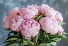 Букет пионов: символ роскоши и нежности