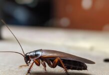 Эффективная борьба с тараканами: методы и рекомендации