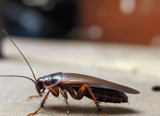 Эффективная борьба с тараканами: методы и рекомендации